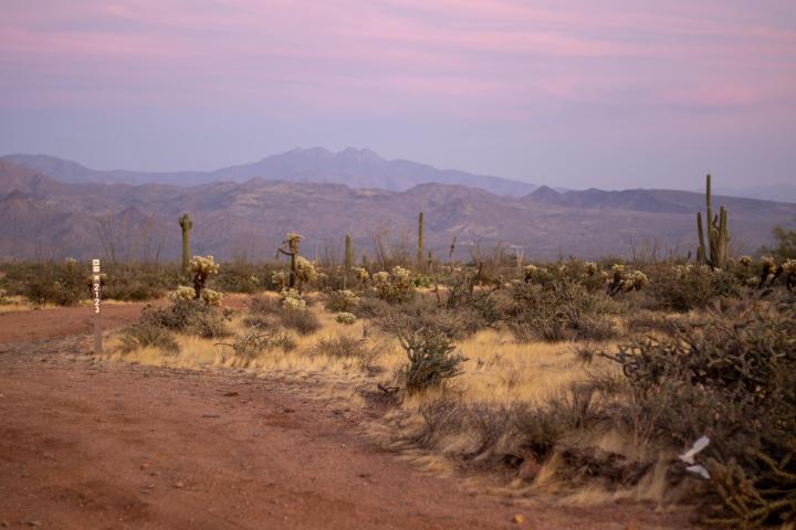a cactus in a desert