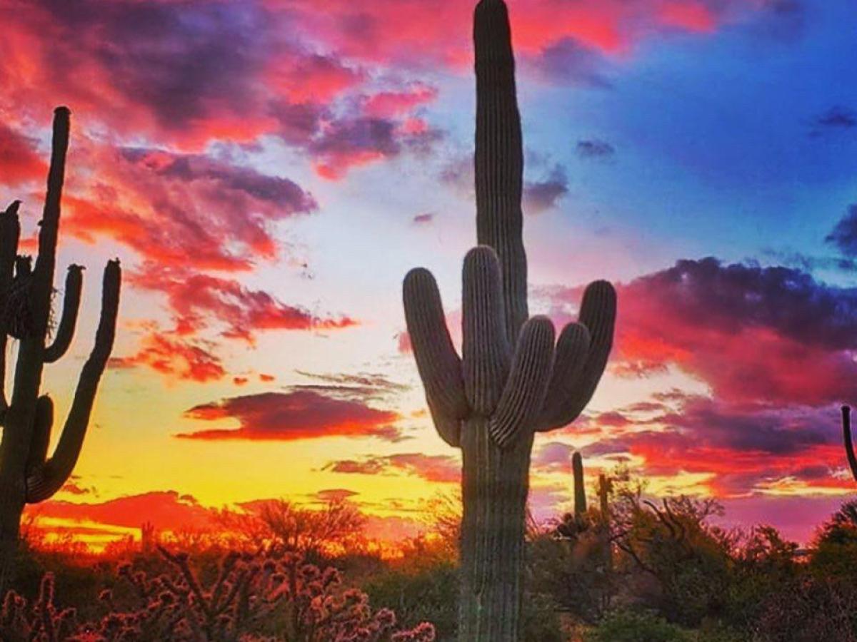 a cactus in front of a sunset