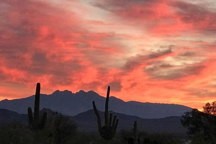 a cactus with a sunset in the background
